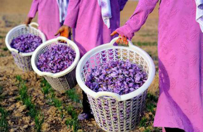 Nearly 11 Tons of Afghan Saffron Earn $18m: MAIL